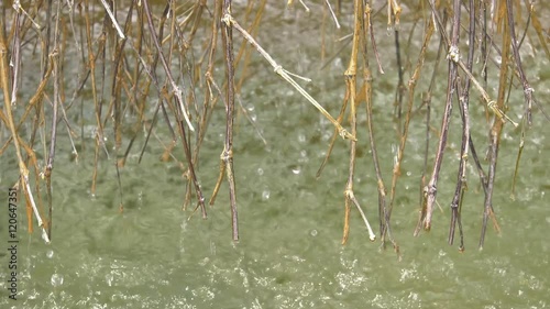 竹から流れ落ちる温泉の水滴03
