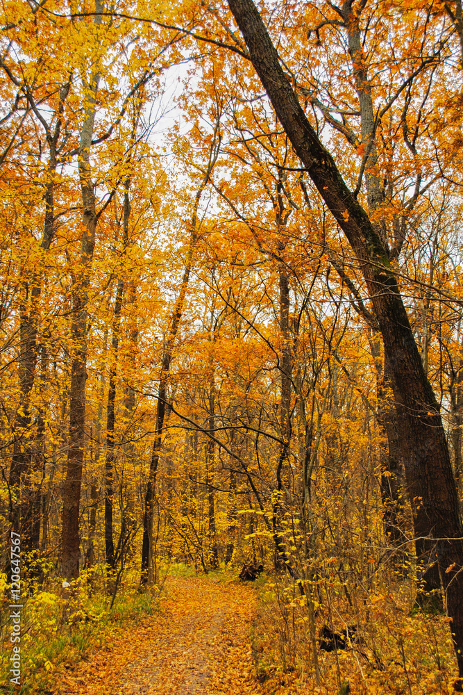 Autumn forest