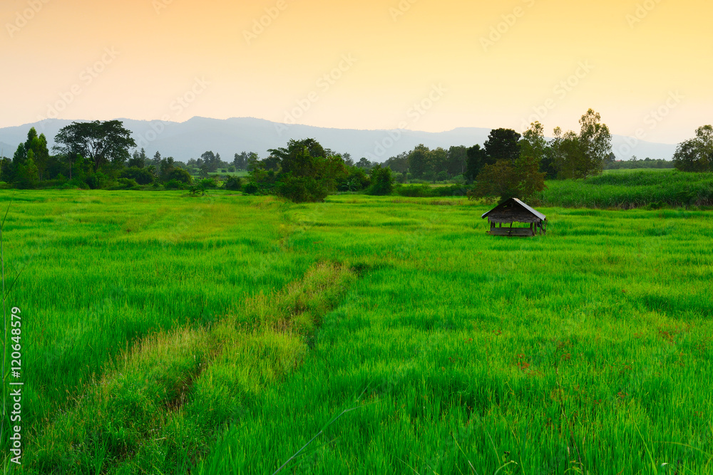 Obraz premium rice fields