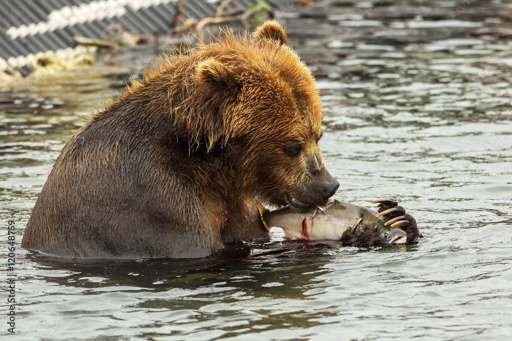 Brown bear eating fish caught in Kurile Lake. Brown bear eating fish caught in Kurile Lake.