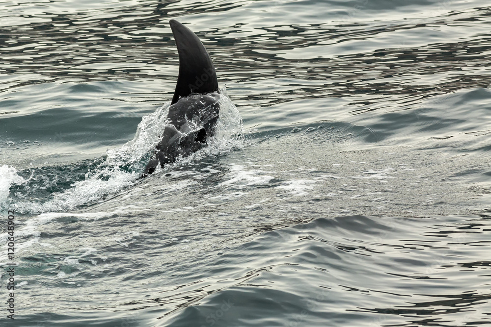 Naklejka premium Killer Whale - Orcinus Orca in Pacific Ocean. Water area near Kamchatka Peninsula.