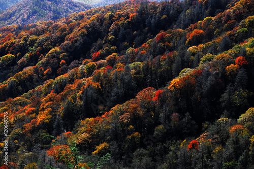 autumn mountain and colorful forest © nd700