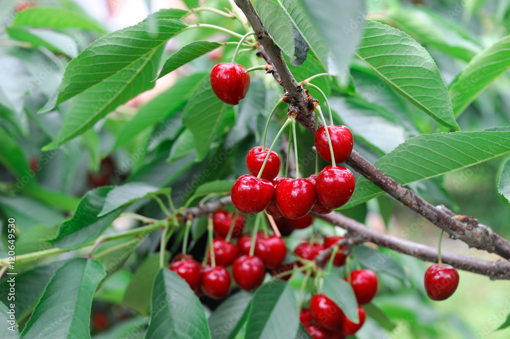 ripe red cherry on the tree