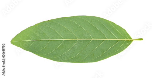 Custard Apple leaf isolated on white background