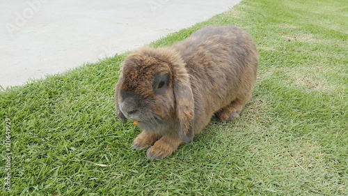 Brown rabbit on green grass