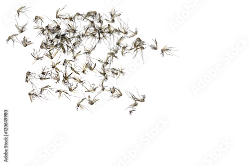 Close up Mosquito isolated on white background, Top view,Copy space
