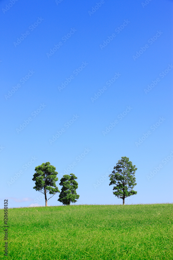 Fototapeta premium Łąka i drzewa