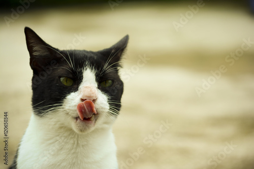 Gato sacando la lengua