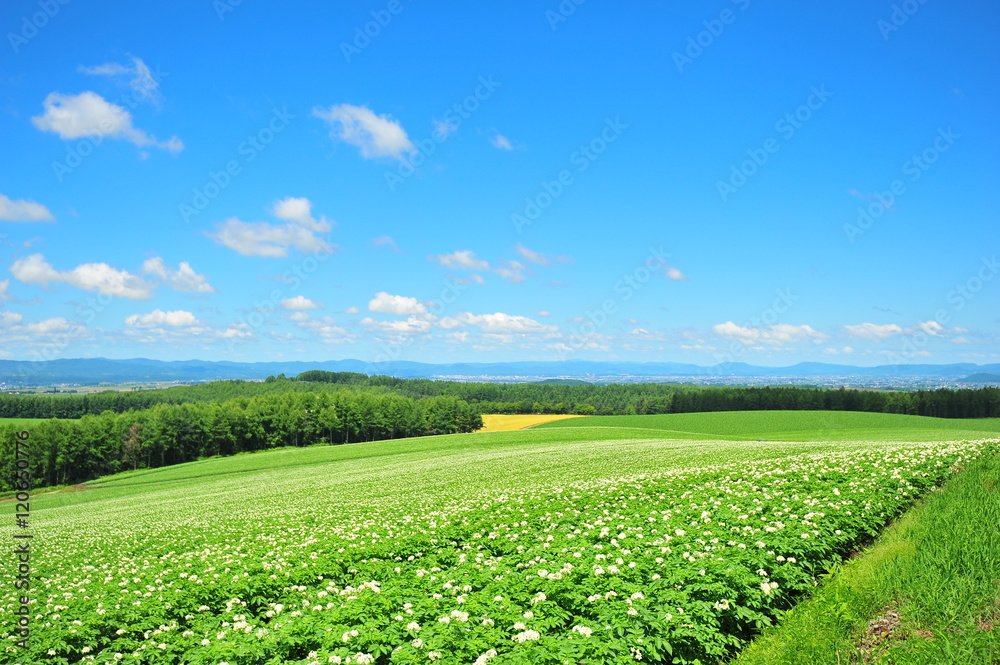 Green Plantation Fields in Biei, Hokkaido, Japan