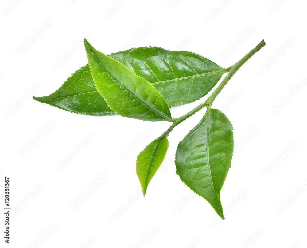 green tea leaf on white background