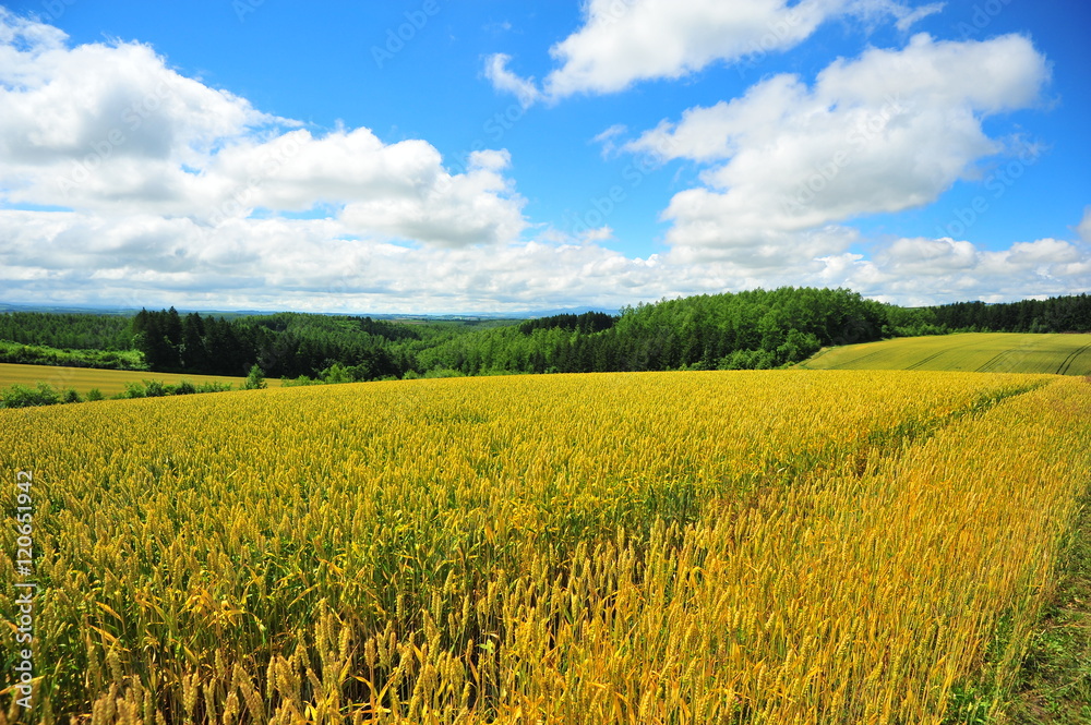Yellow Wheat Fields in Biei, Hokkaido, Japan Yellow Wheat Fields in Biei, Hokkaido, Japan