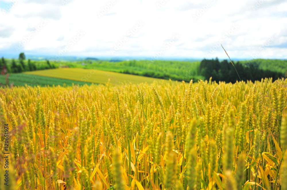 Yellow Wheat Fields in Biei, Hokkaido, Japan Yellow Wheat Fields in Biei, Hokkaido, Japan