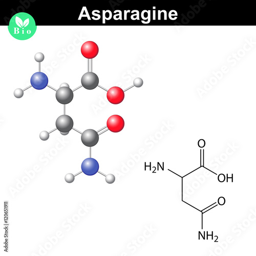 Asparagine proteinogenic amino acid