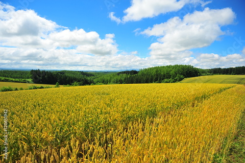 Yellow Wheat Fields in Biei  Hokkaido  Japan