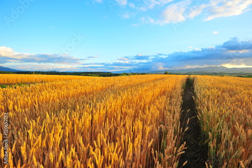 Yellow Wheat Fields in Biei, Hokkaido, Japan © karinkamon