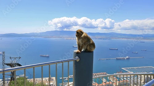 Close up of a wild macaque or Gibraltar monkey, one of the most famous attractions of the British overseas territory.