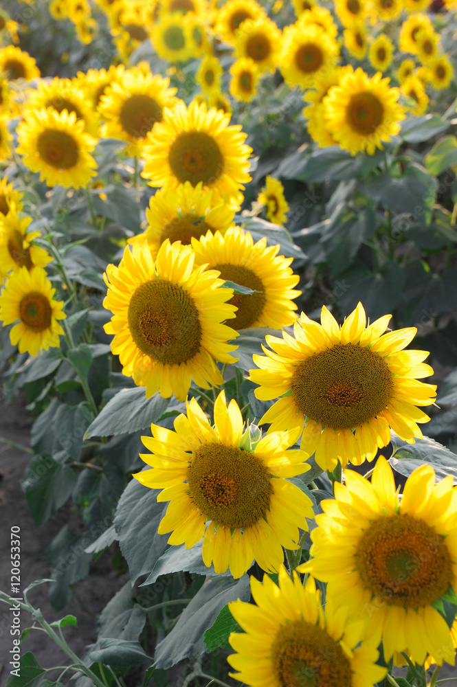 sunflower blooming in the field in summer sunflower blooming in the field in summer