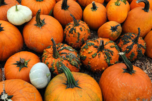 pumpkins with different colorful for decoration