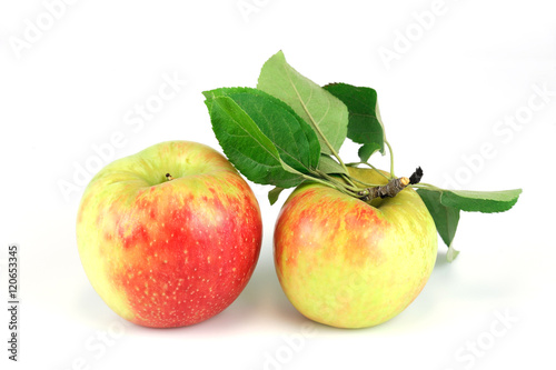 Photography close up on honey crisp apple isolated on white background