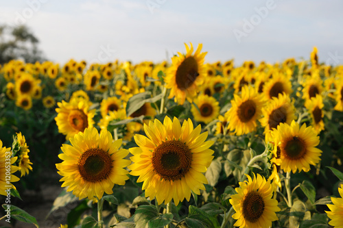 sunflower blooming in the field in summer © nd700