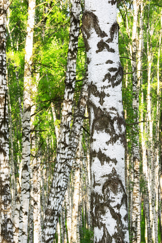 Obraz premium summer in birch forest