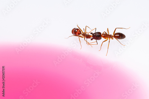 Ants eating syrup, on white background © wisannumkarng
