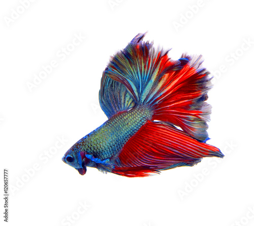 The siamese fighting fish, betta isolated on white background.