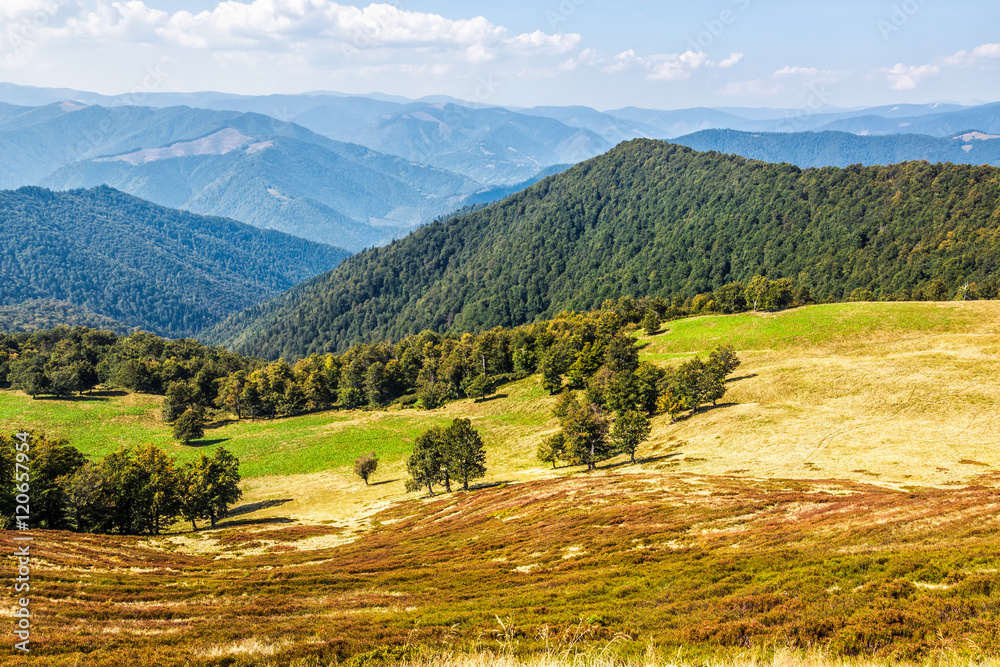 Fototapeta premium trees on meadow in mountains