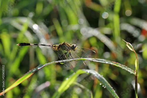 dragonfly outdoor on wet morning