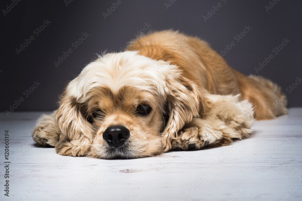 Dog on a white wooden floor. American cocker spaniel lying and looking at the camera. Young purebred Cocker Spaniel. Dark background.