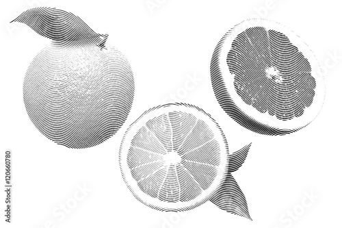 Drawn Sketch painting orange and grapefruit painting on white background. Illustration of fruit orange with leaves and grapefruit Black and white