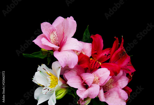 alstroemeria flowers on a black