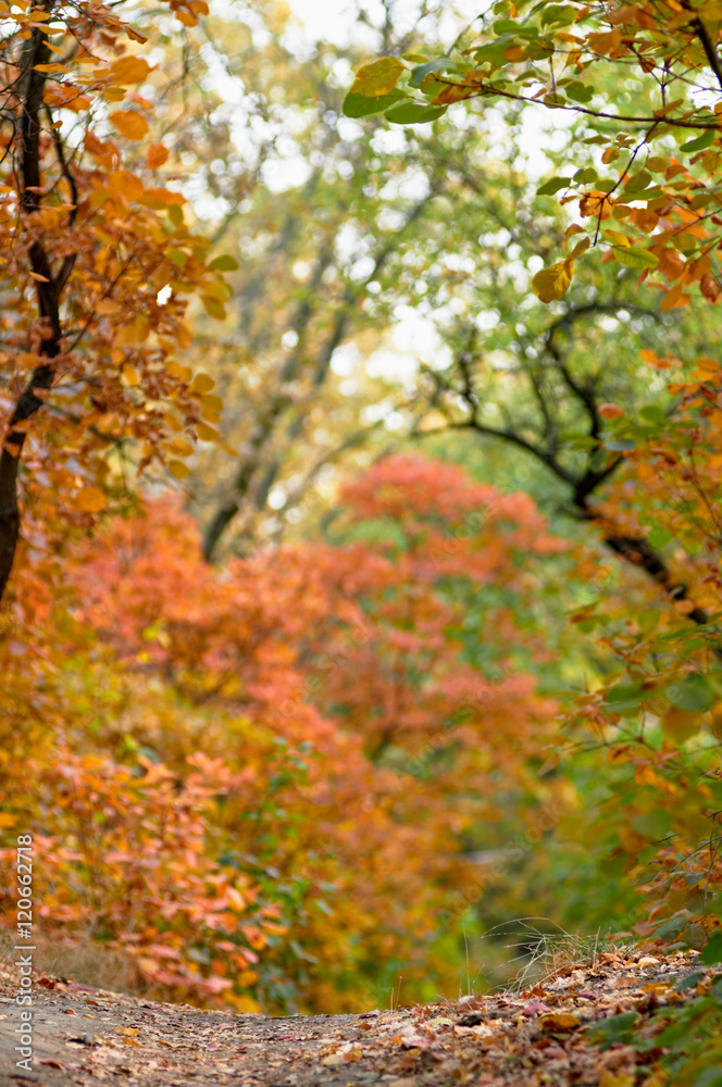 autumn background bordered