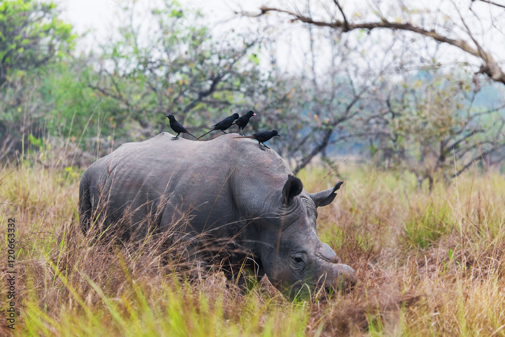 Fototapeta premium African rhinoceros 