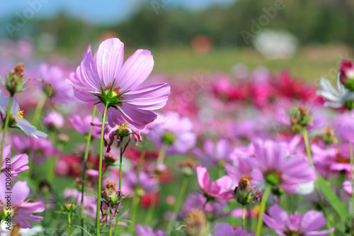 cosmos flowers and field on background