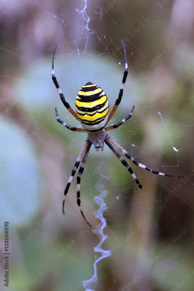 wasp spider - Argiope bruennichi on his web wasp spider - Argiope bruennichi on his web