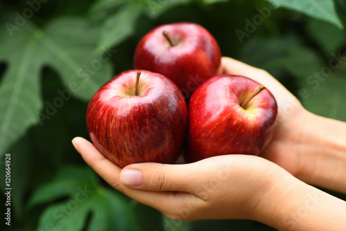 Apple fruit holding by hand