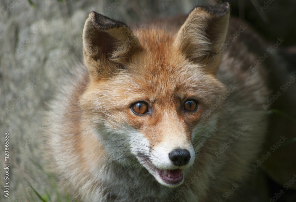 Red Fox (Vulpes Vulpes) Red Fox (Vulpes Vulpes)