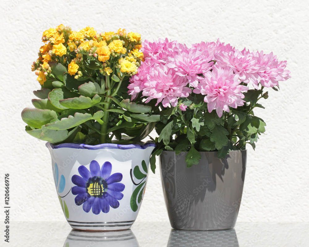 Asters and Kalanchoe Flowers