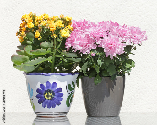 Wallpaper Mural Asters and Kalanchoe Flowers Torontodigital.ca