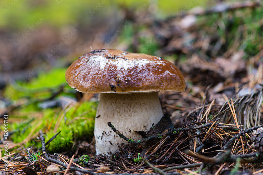 Fototapeta premium white mushroom in forest