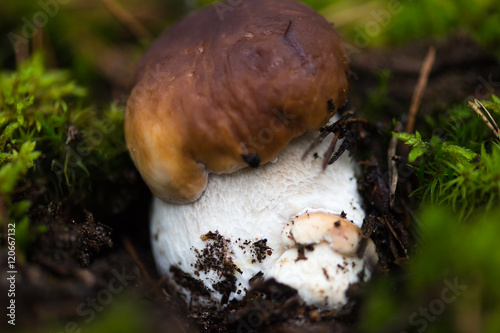 white mushroom closeup