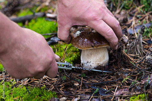 man cuts white mushroom knife closeup in forest