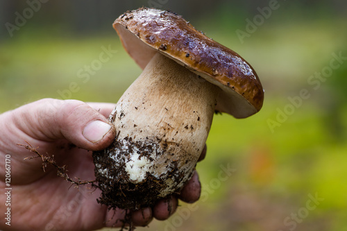 large white mushroom in hand closeup