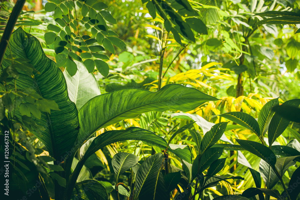Naklejka premium Dżungla z roślinami tropikalnymi