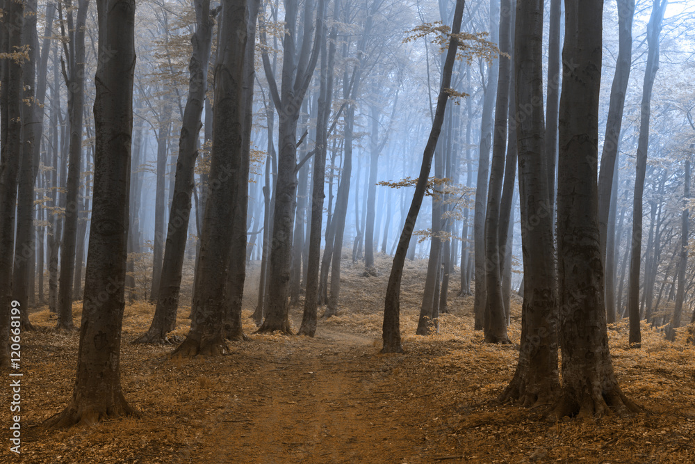 Fototapeta premium Dark trees in the foggy forest