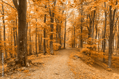 Romantic road in autumnal forest
