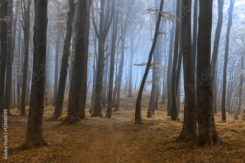 Fototapeta Naklejka Na Ścianę i Meble -  Dark trees in the foggy forest