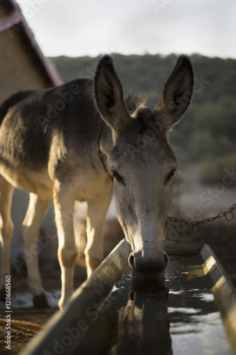 Donkey drinking at water trough
