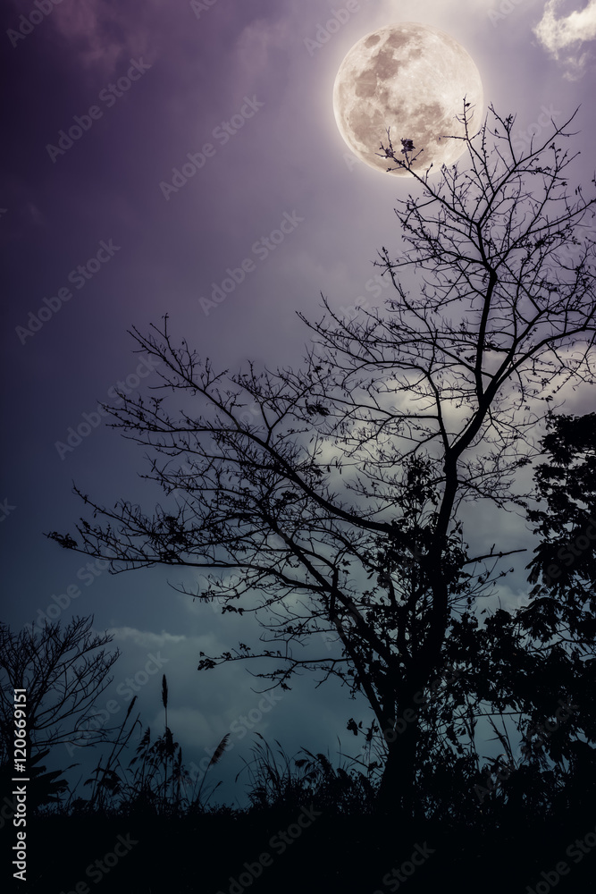Silhouettes of dry tree against night sky and bright moon. Outdoors.